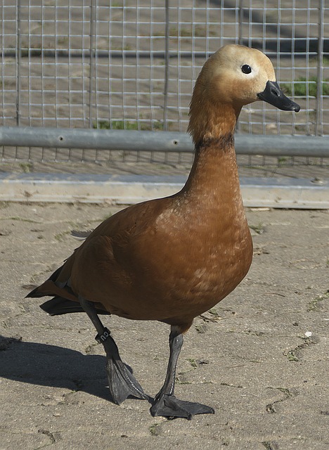 平局